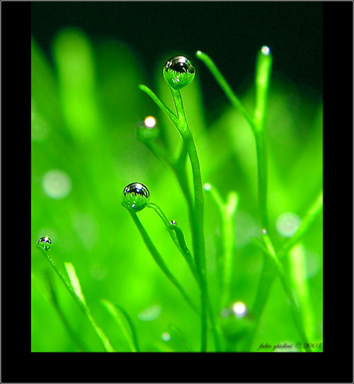 家庭幸福雨露