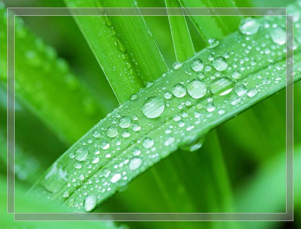 自身和谐雨露