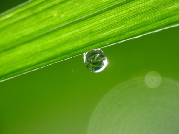 教育孩子不能缺少的雨露